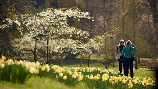 Visitors walking through the garden of daffodils during spring at Knightshayes, Devon